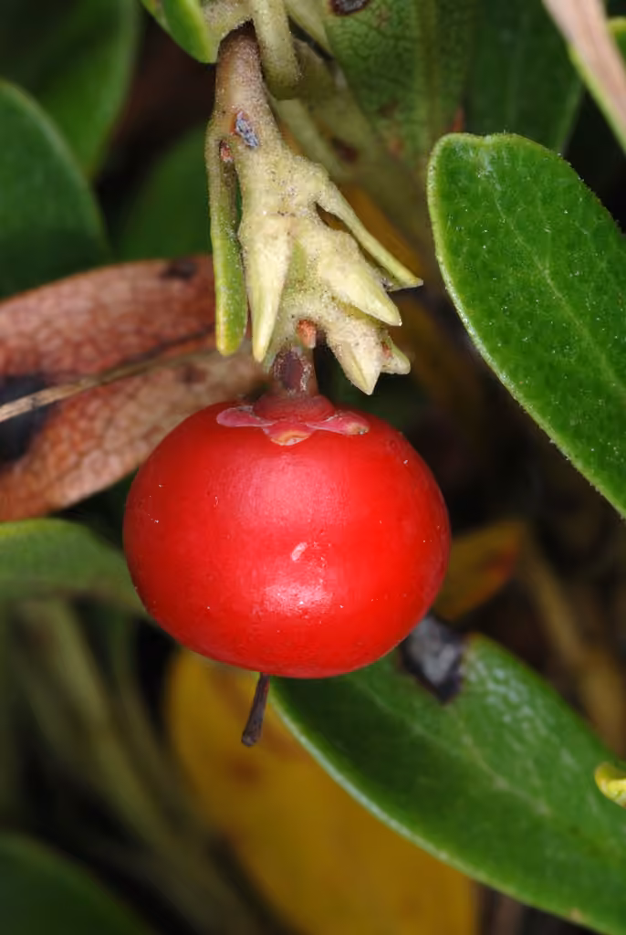 Raisin d'ours, En fruits