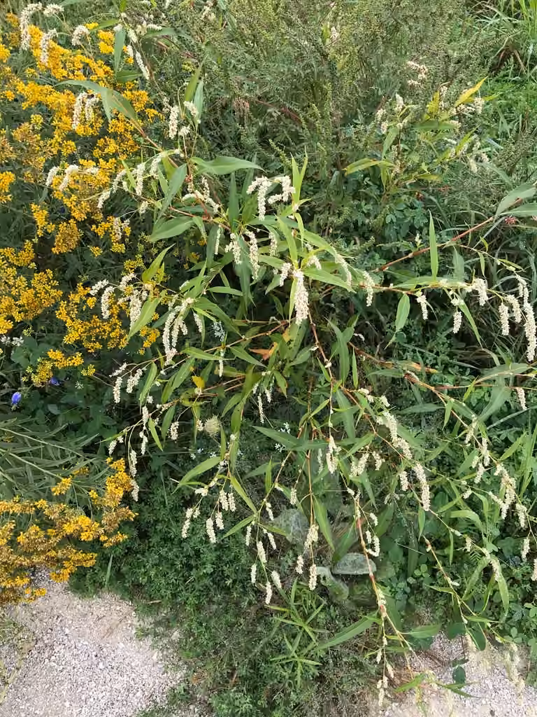 Renouée à feuilles de patience, En fruits