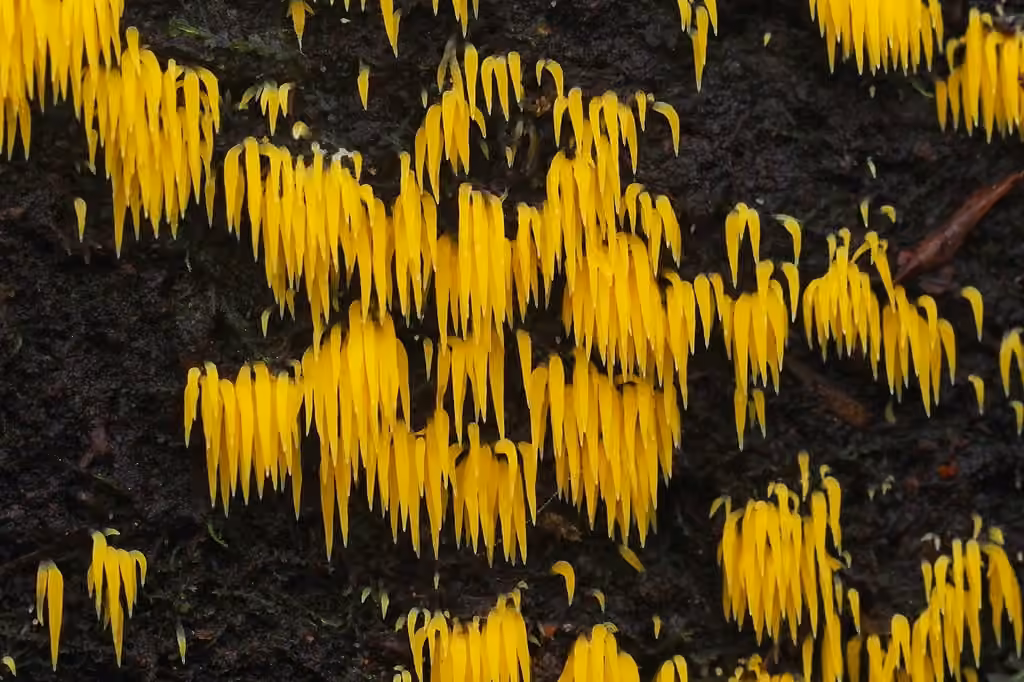 Mucronella flava, photo 1 of 5