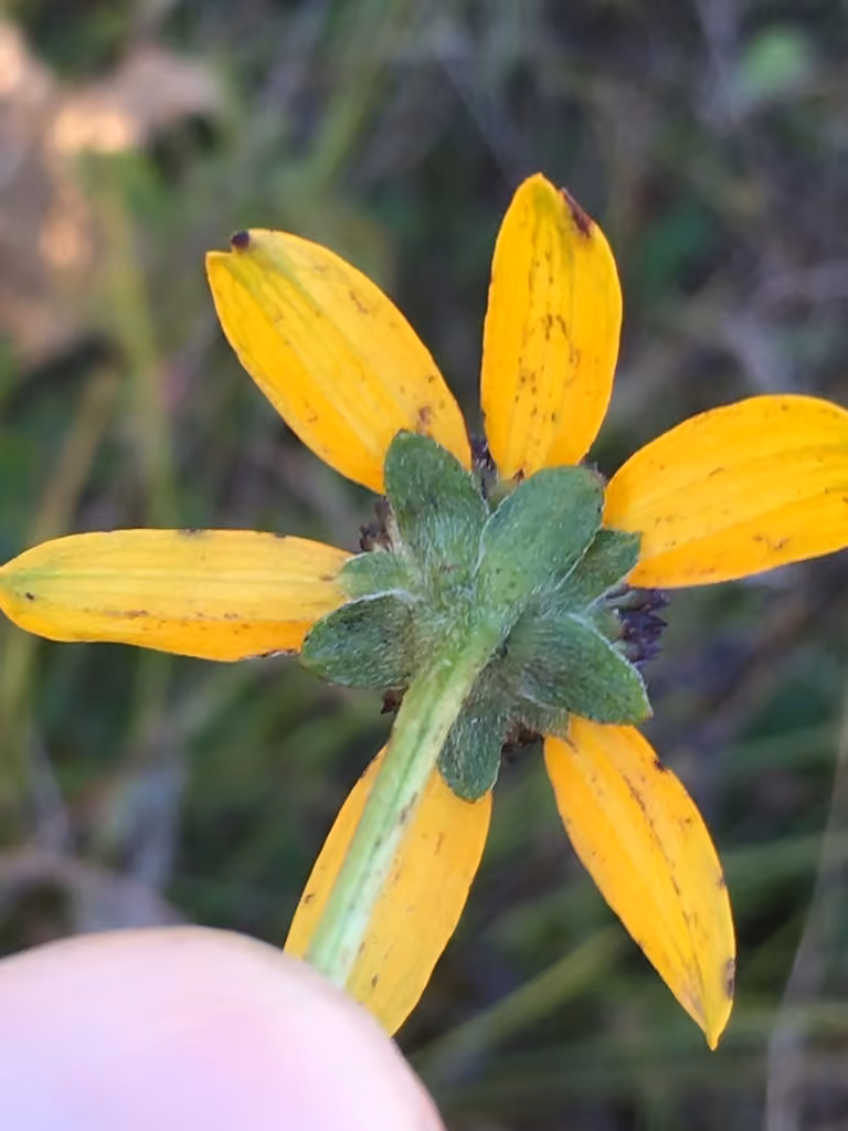 Rudbeckie brillante, photo 3 sur 5