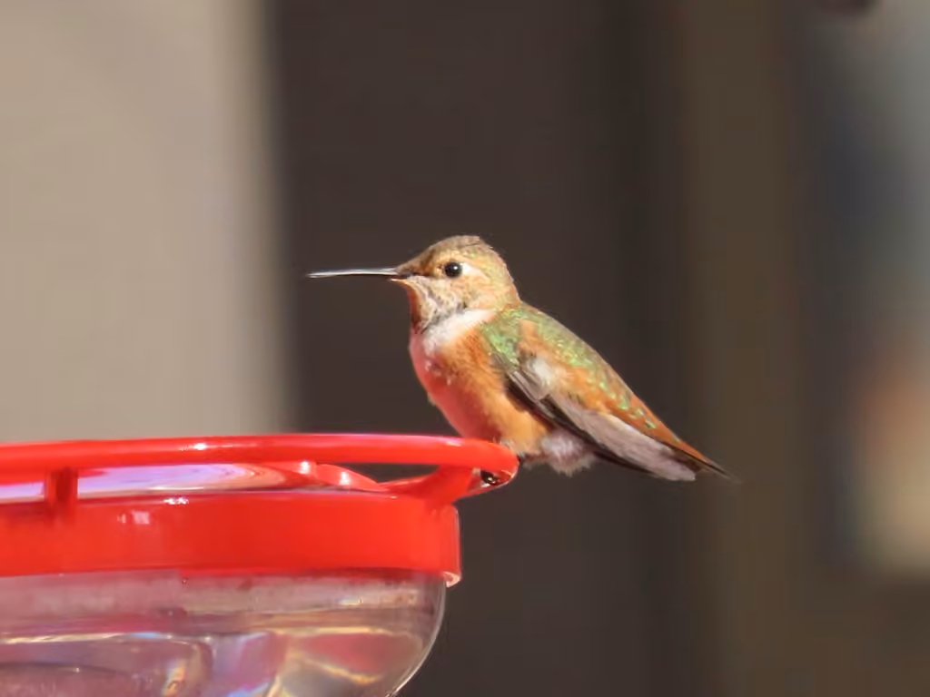 Colibri roux, Femelle