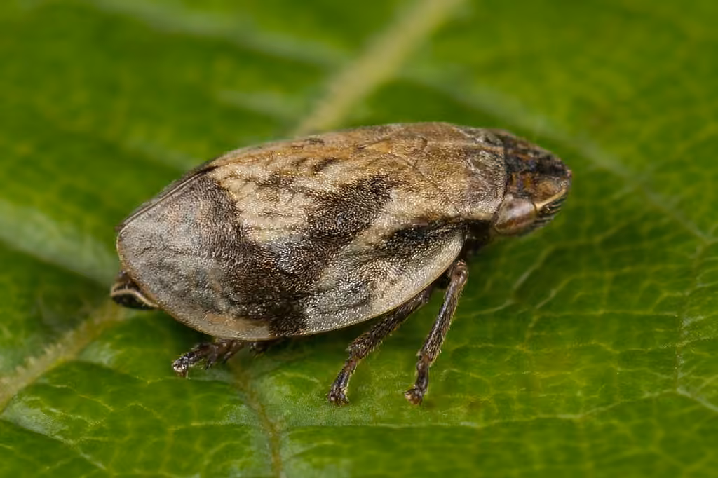 Cercope robuste