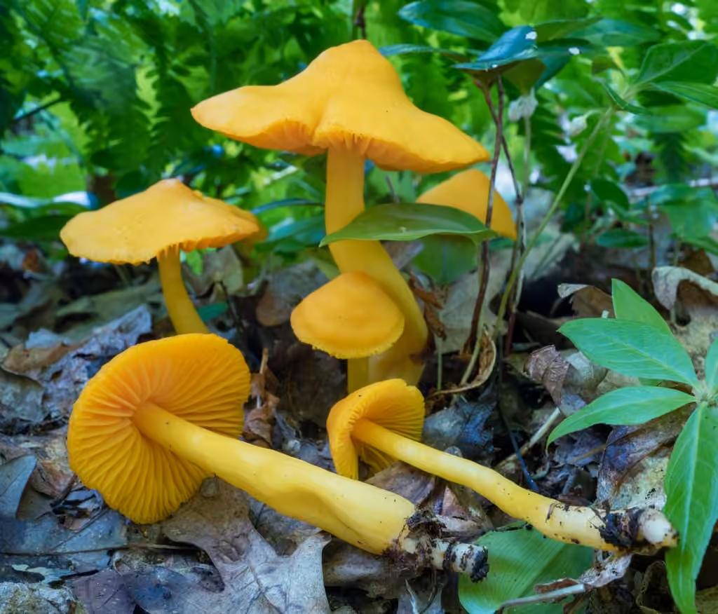 Hygrophore à lames marginées, photo 3 sur 5