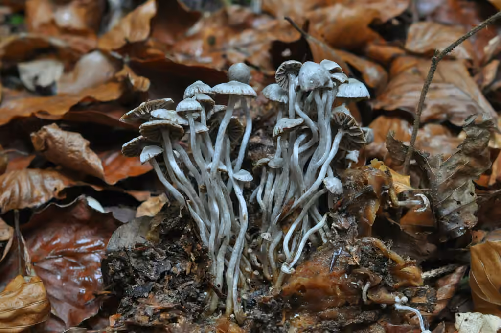 Astérophore parasite, photo 1 sur 5