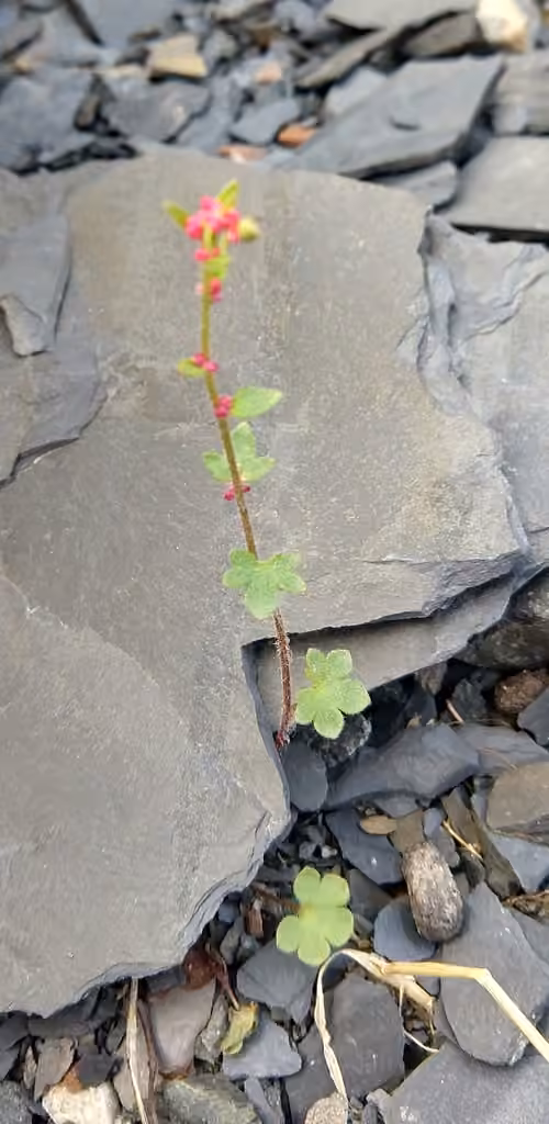 Nodding saxifrage, Flower buds