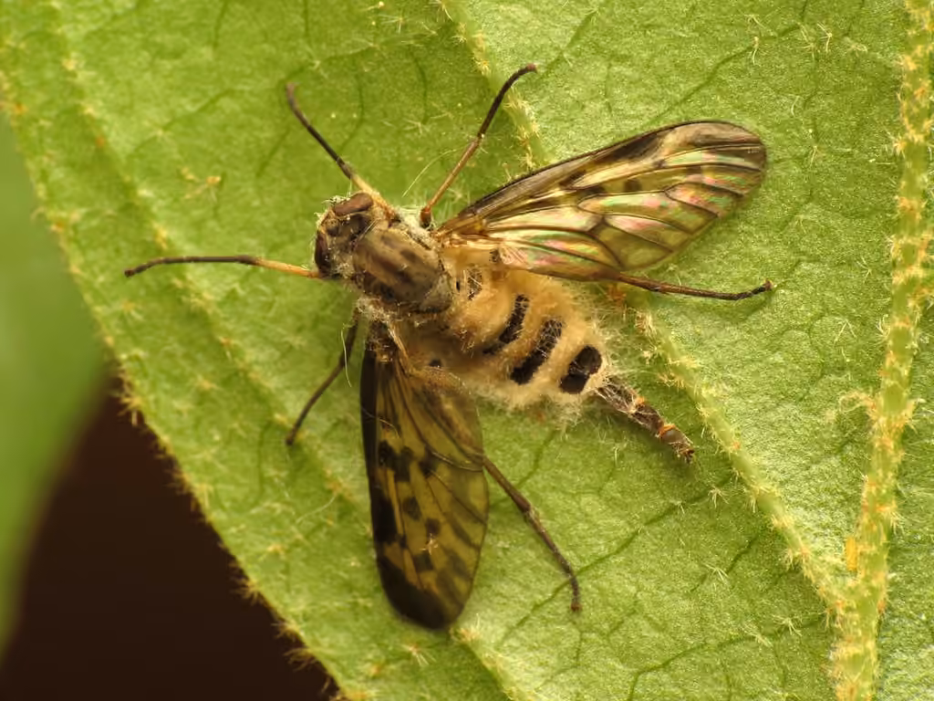 Furia ithacensis