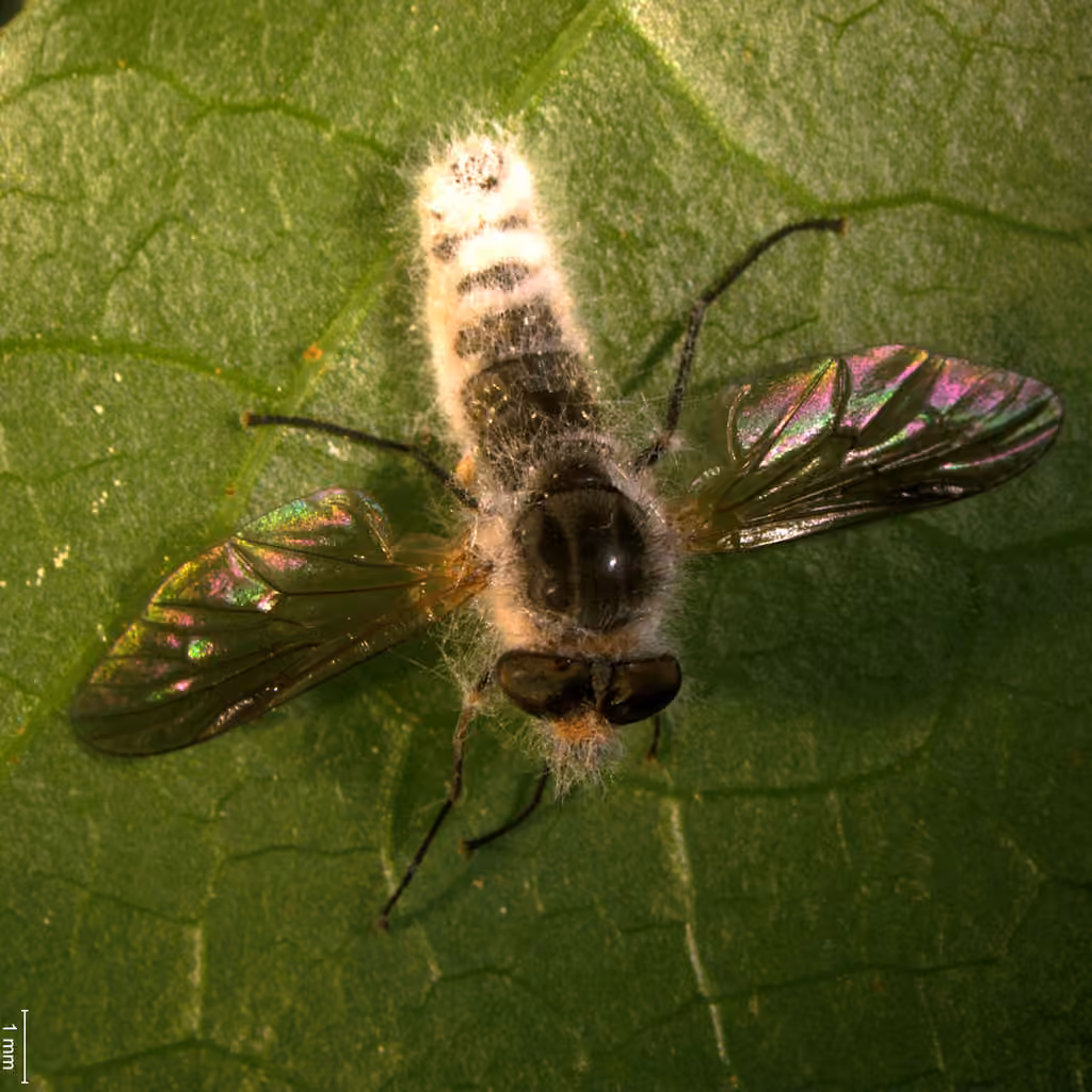 Furia ithacensis, photo 2 of 5