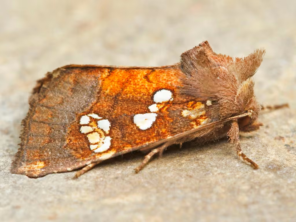 Turtlehead Borer Moth, Adult
