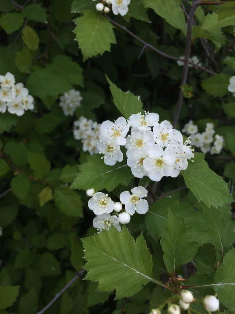 Blanchard's hawthorn, In flower