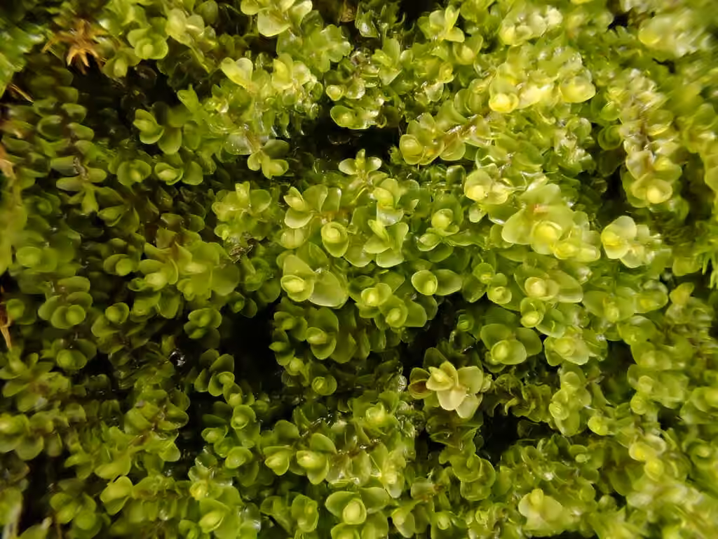 Round-fruited Flapwort, photo 1 of 5