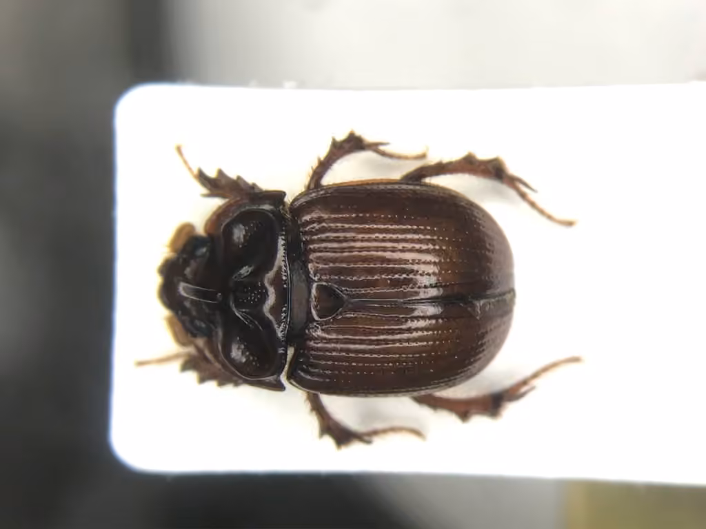 Liebeck's earth-boring scarab beetle, Male