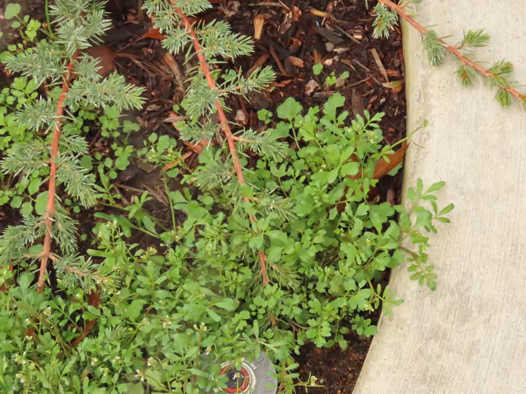 Asian wavy bittercress, Flower buds