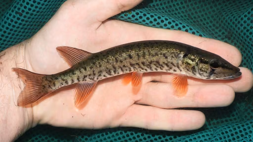 American Pickerel, photo 1 of 5