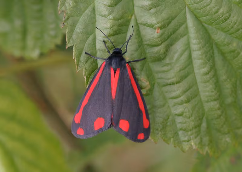 Cinnabar moth, photo 1 of 5