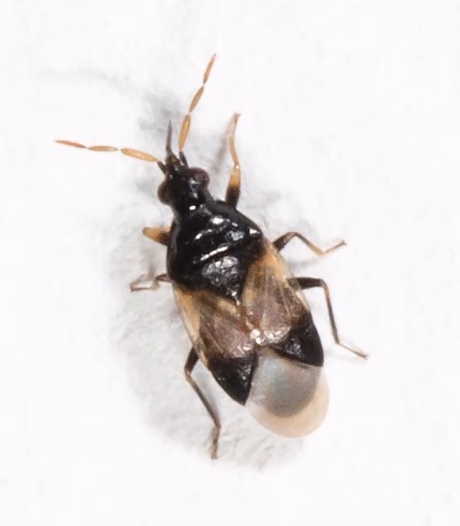 Insidious flower bug, photo 2 sur 5