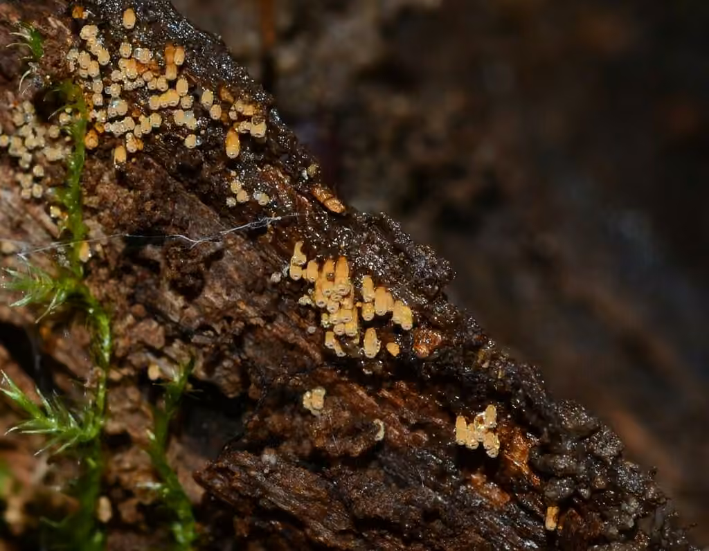 Maireina maxima