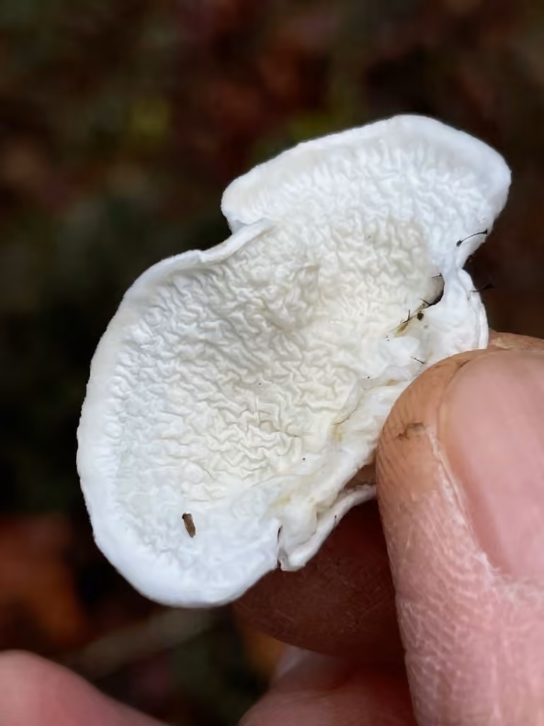 Snow-White Crust, photo 3 sur 5