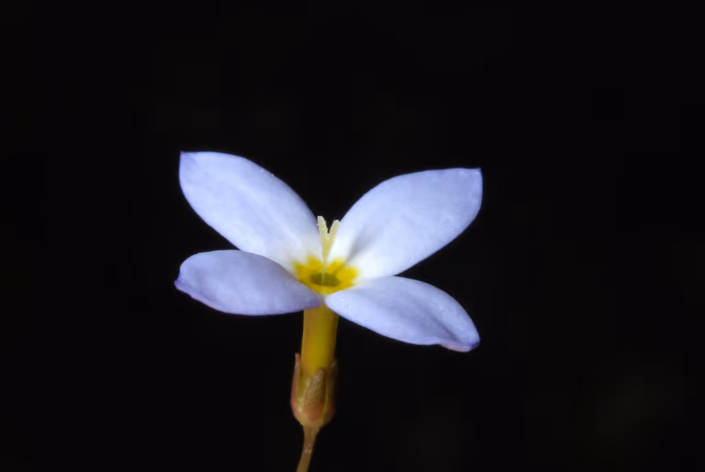 Houstonie bleue, En fleurs