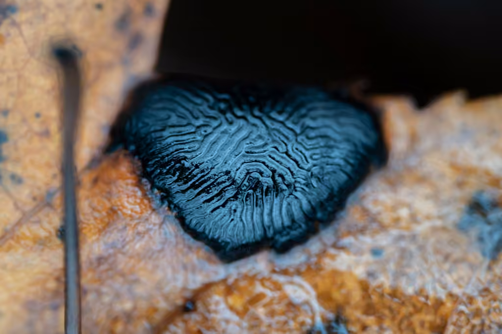 American Tar Spot, photo 3 sur 5