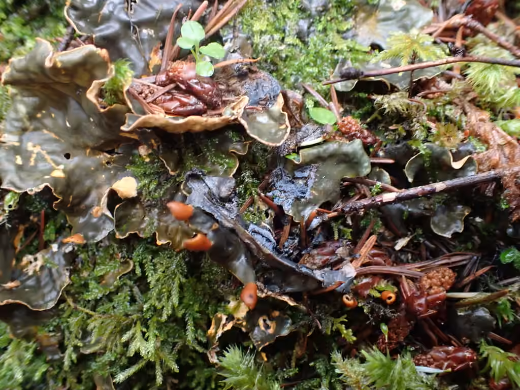 Peltigère membraneuse, photo 3 sur 5