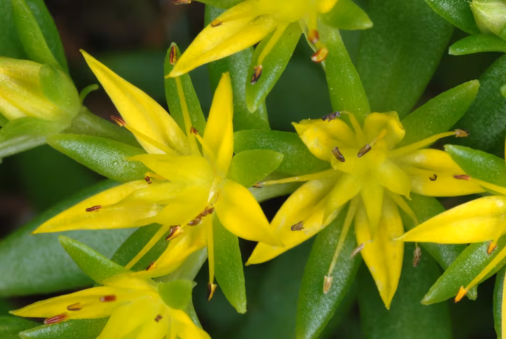 Stringy stonecrop, Flower buds