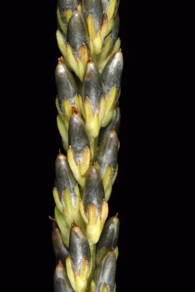 Plantain de Rugel, En fleurs