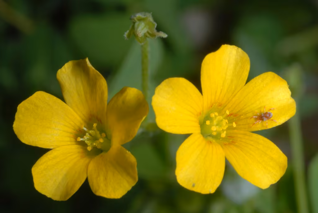 Oxalide de Dillenius