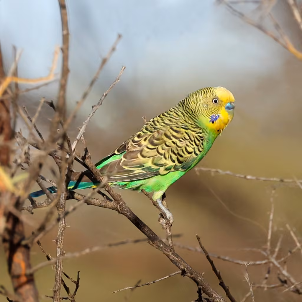 Budgerigar, photo 3 of 5