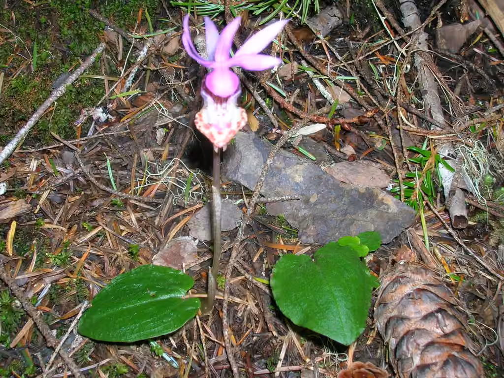 Fairy-slipper orchid, photo 1 of 5