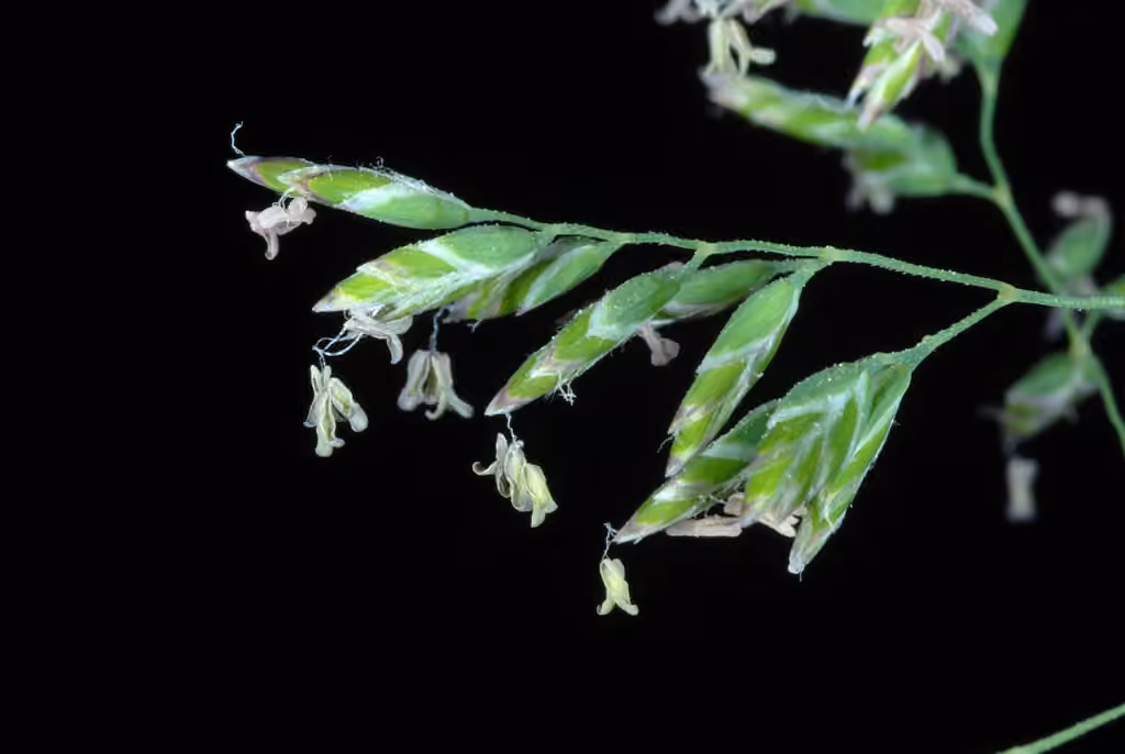 Pâturin des prés, En fleurs