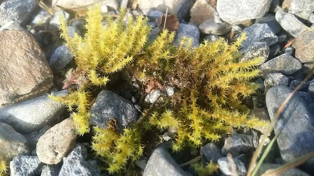 Dense Rock Moss, photo 3 of 5