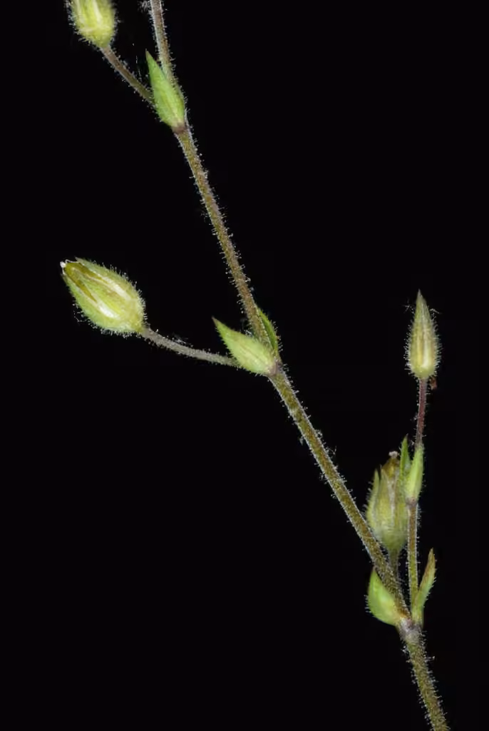 Thymeleaf sandwort, In flower