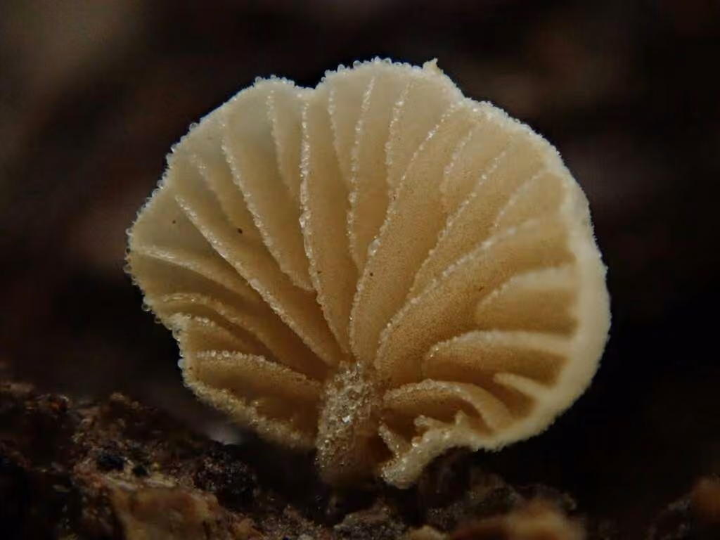 Simocybe des marais