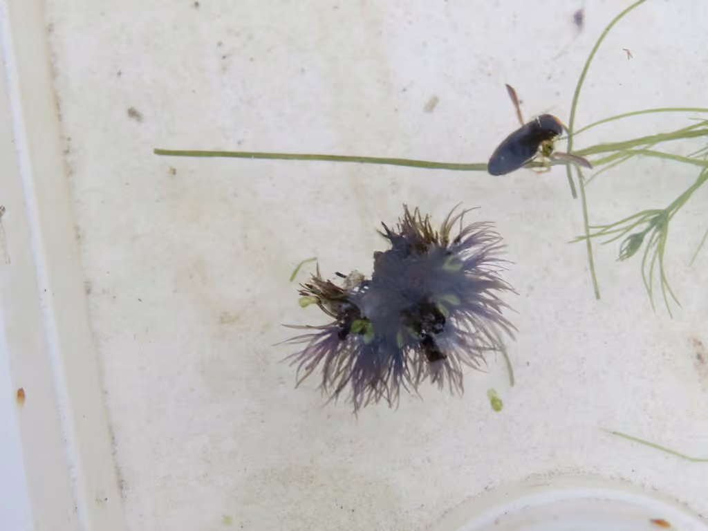 Fringed Heartwort, photo 2 of 5
