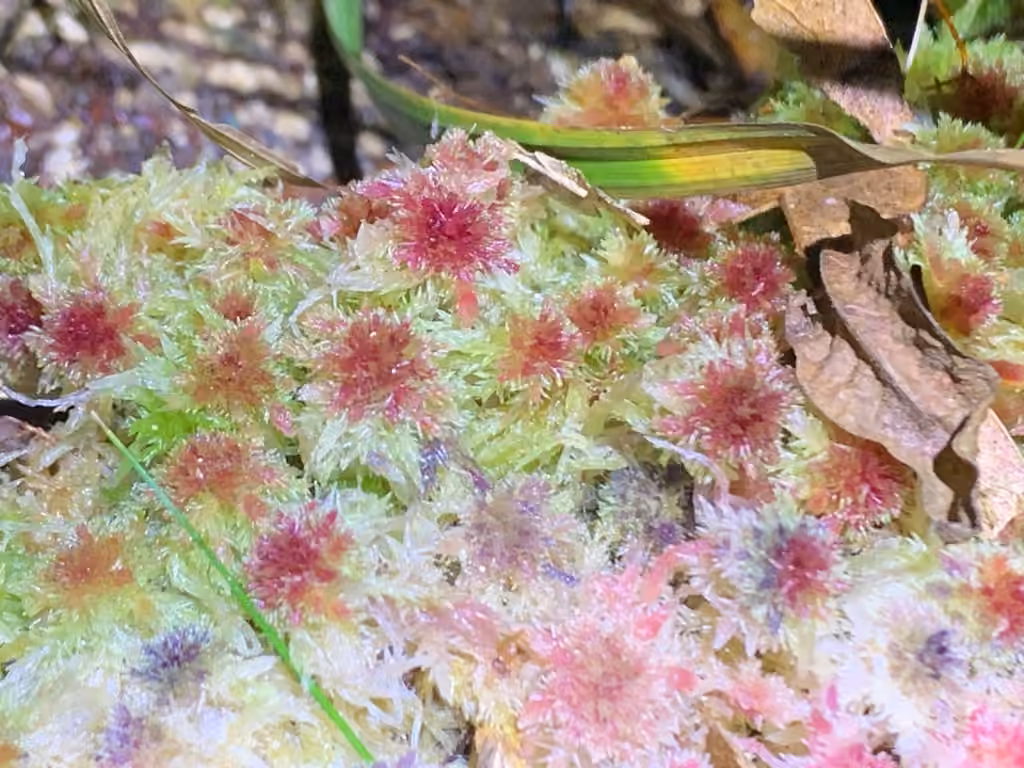 Blushing Bog-moss, photo 2 of 5