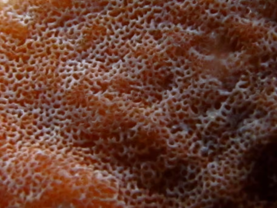Polypore bicolore, photo 2 sur 5