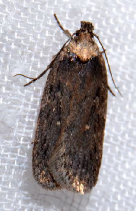 Yarrow Webworm, Adulte