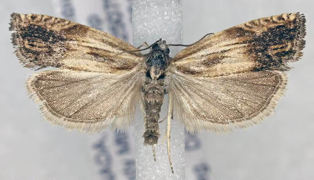Eucosma awemeana, Adult