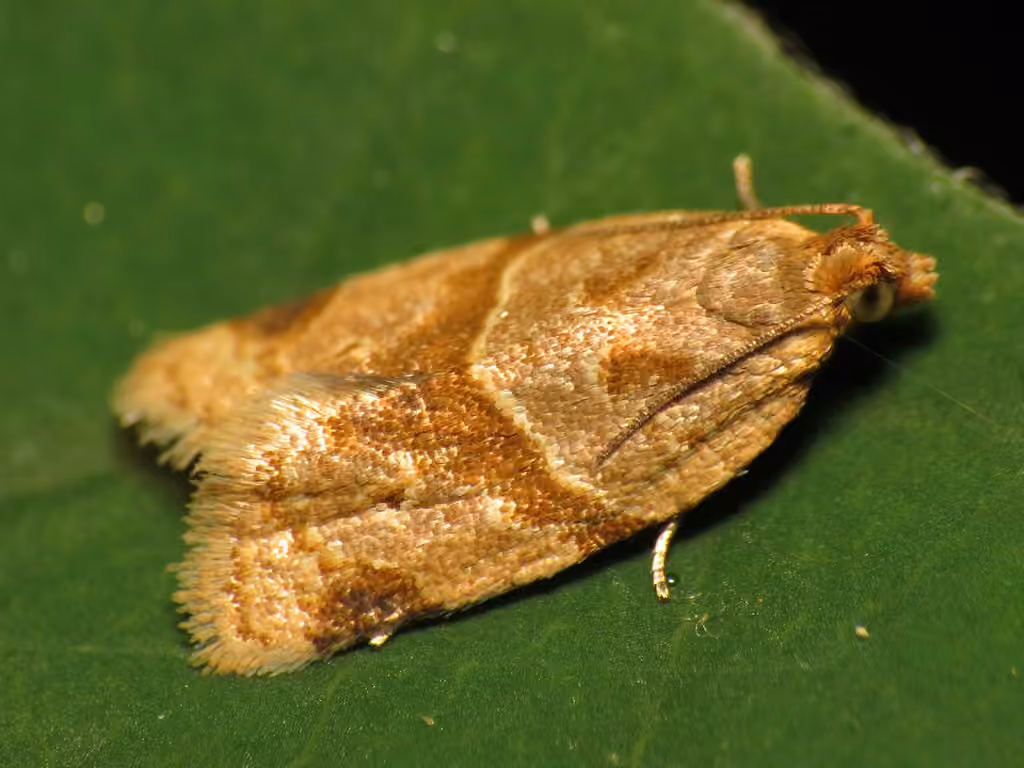 Garden Tortrix, photo 2 of 5