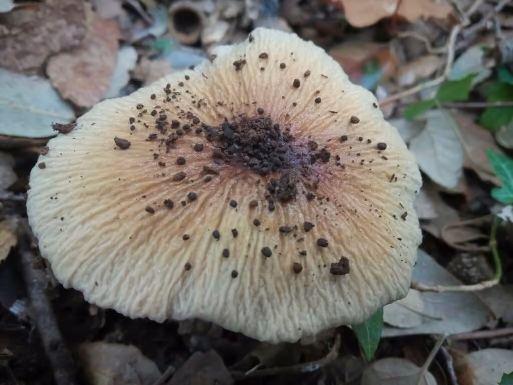wrinkled webcap, photo 3 sur 5