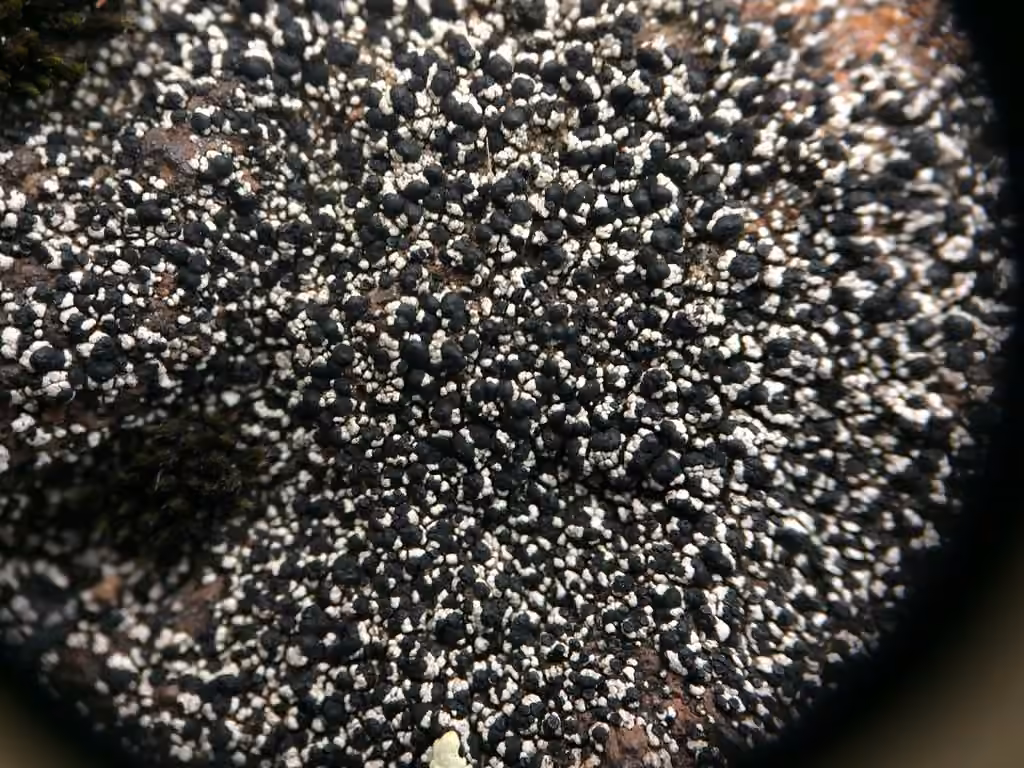 Rock Disk Lichen, photo 3 of 5
