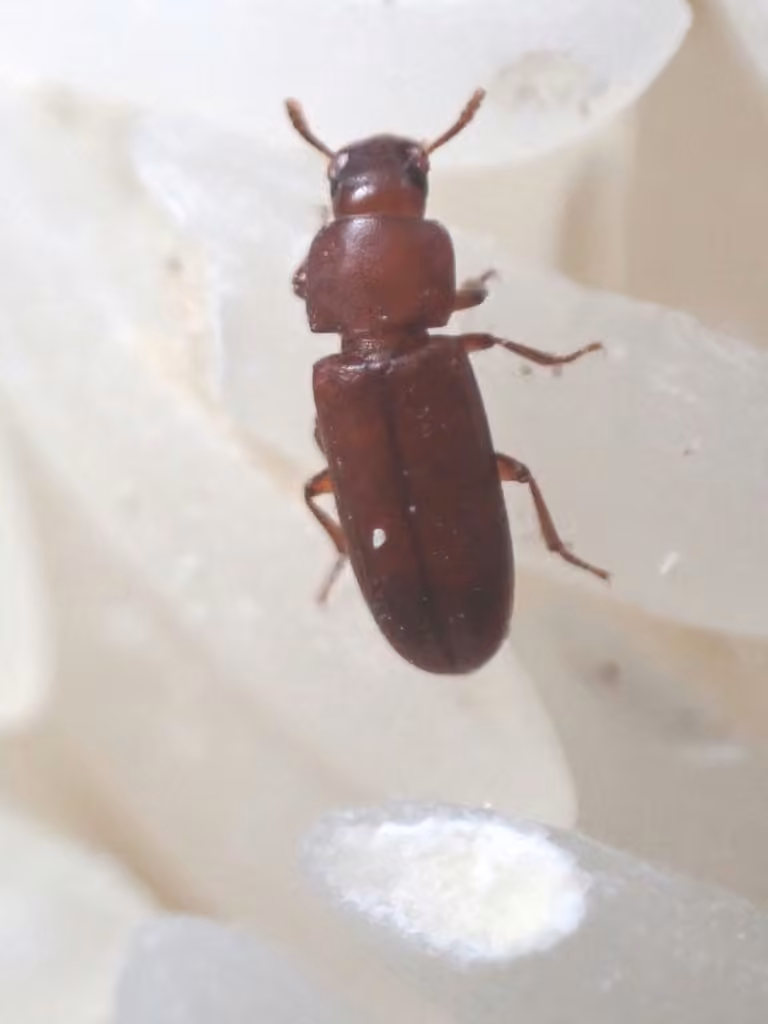 Red flour beetle, Adult