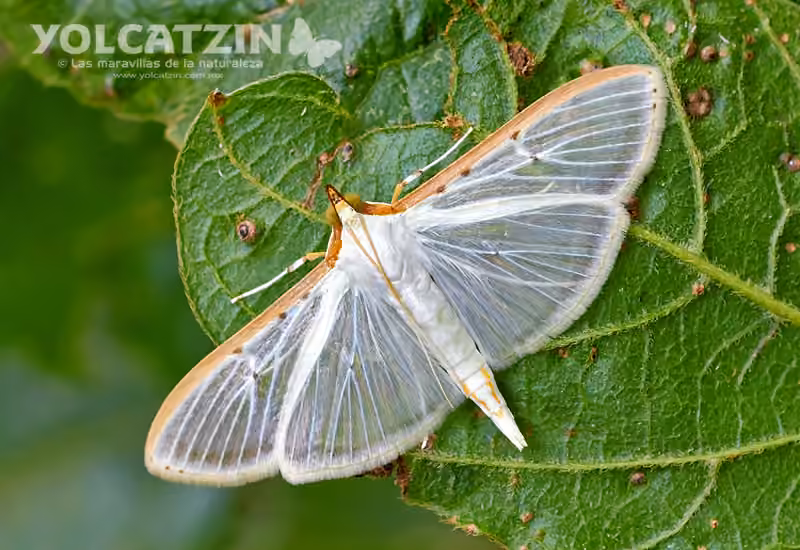 Four-spotted Palpita Moth, photo 1 sur 5