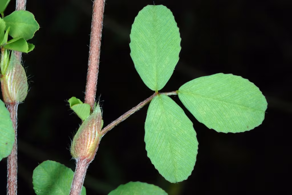 Field clover, In flower