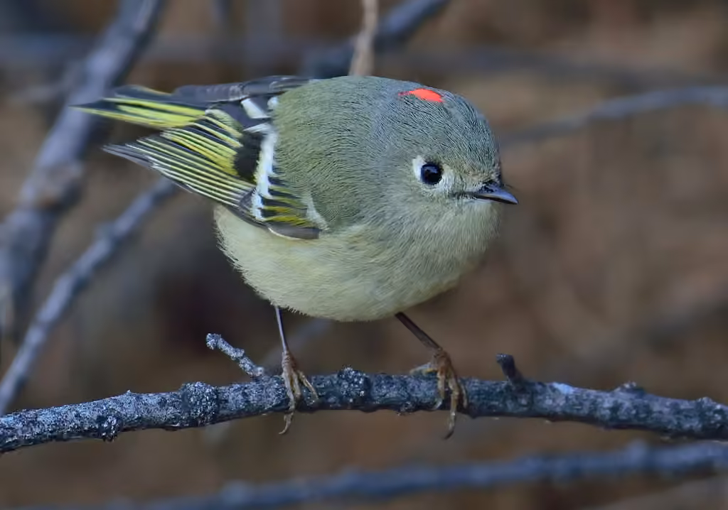 Roitelet à couronne rubis, Mâle