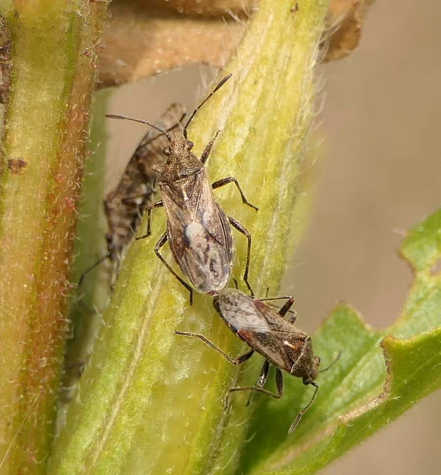 Neortholomus scolopax, Adult