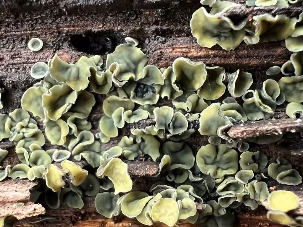 Chlorosplenium chlora, photo 2 sur 5