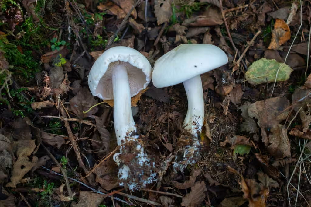 Tricholome blanc des bouleaux, photo 2 sur 5