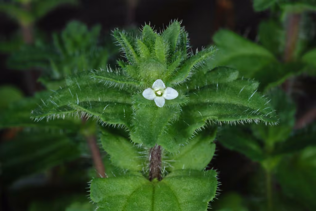 Véronique des champs, En fleurs