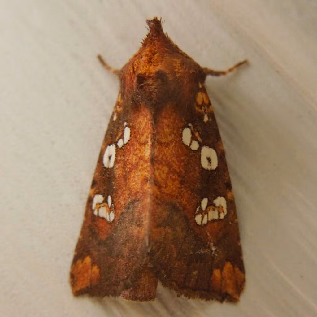 Dogbane Stem Borer Moth, photo 3 of 5